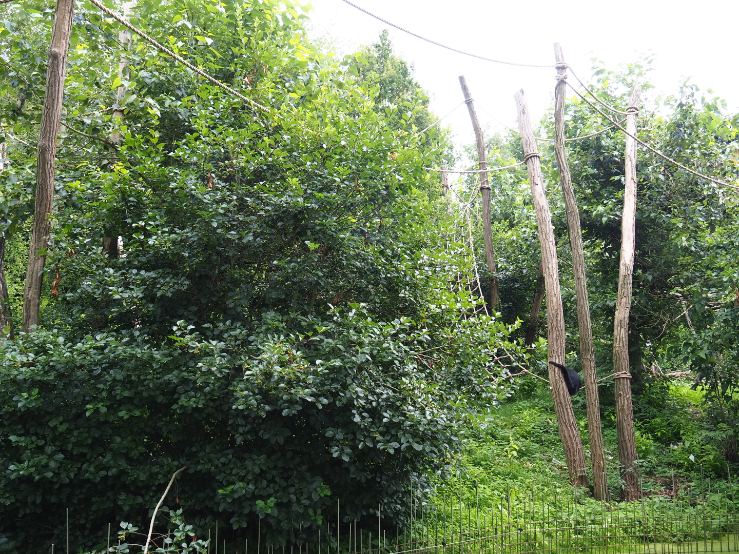 Part of the red-faced spider monkey island, 2019-07-21