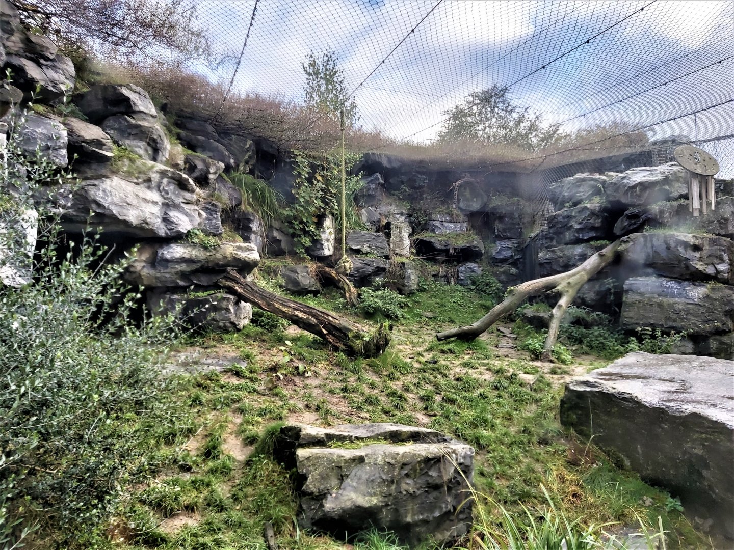 Part of the renovated snow leopard enclosure
