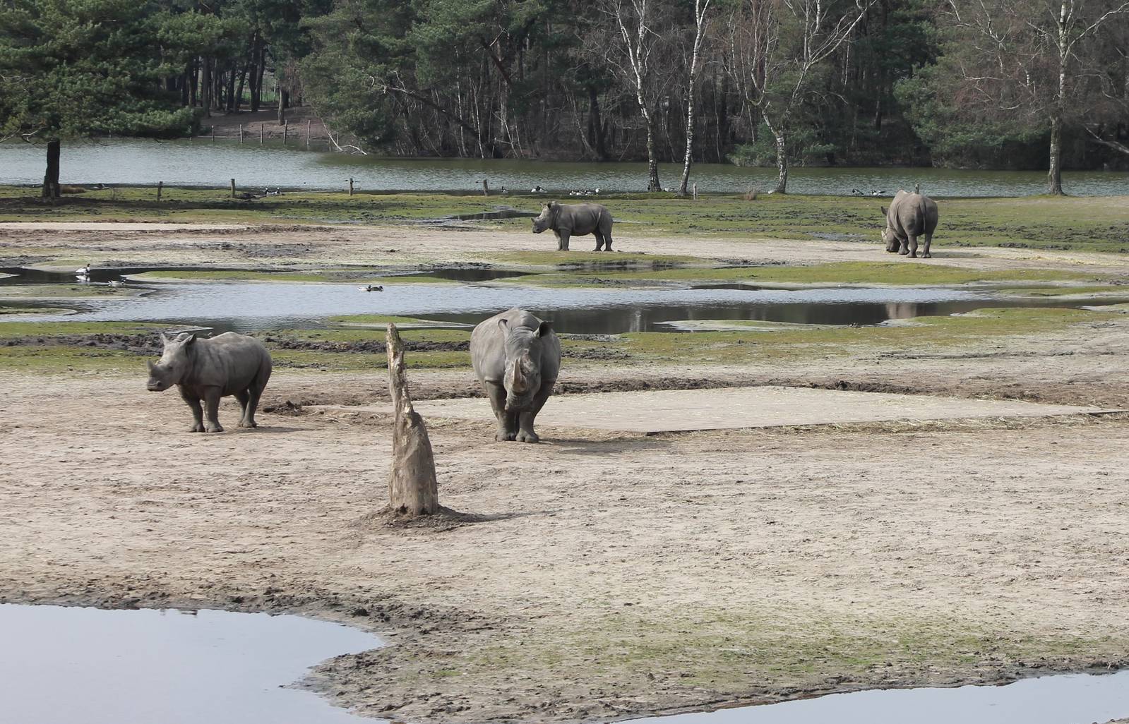 Part of the Rhino enclosure