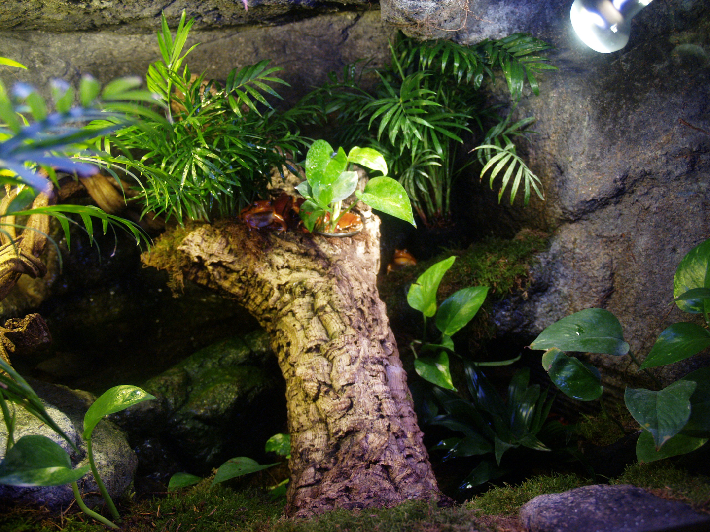 Part of the Sambava tomato frog terrarium, 2014-02-16