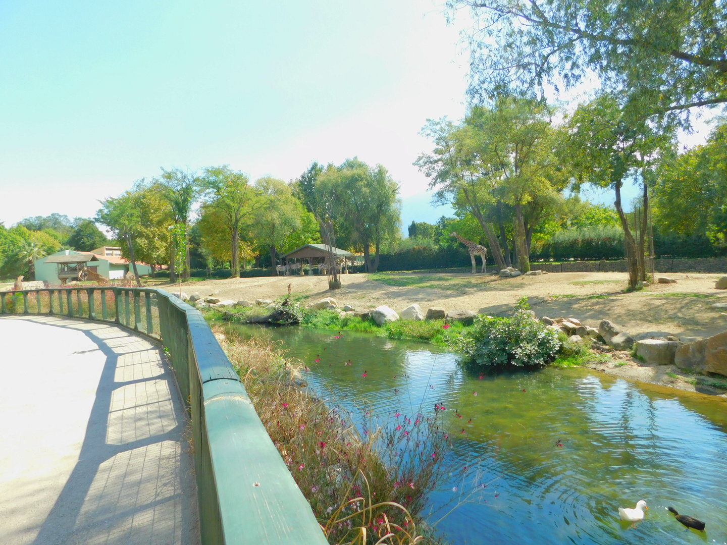 Part of the Savanna Area