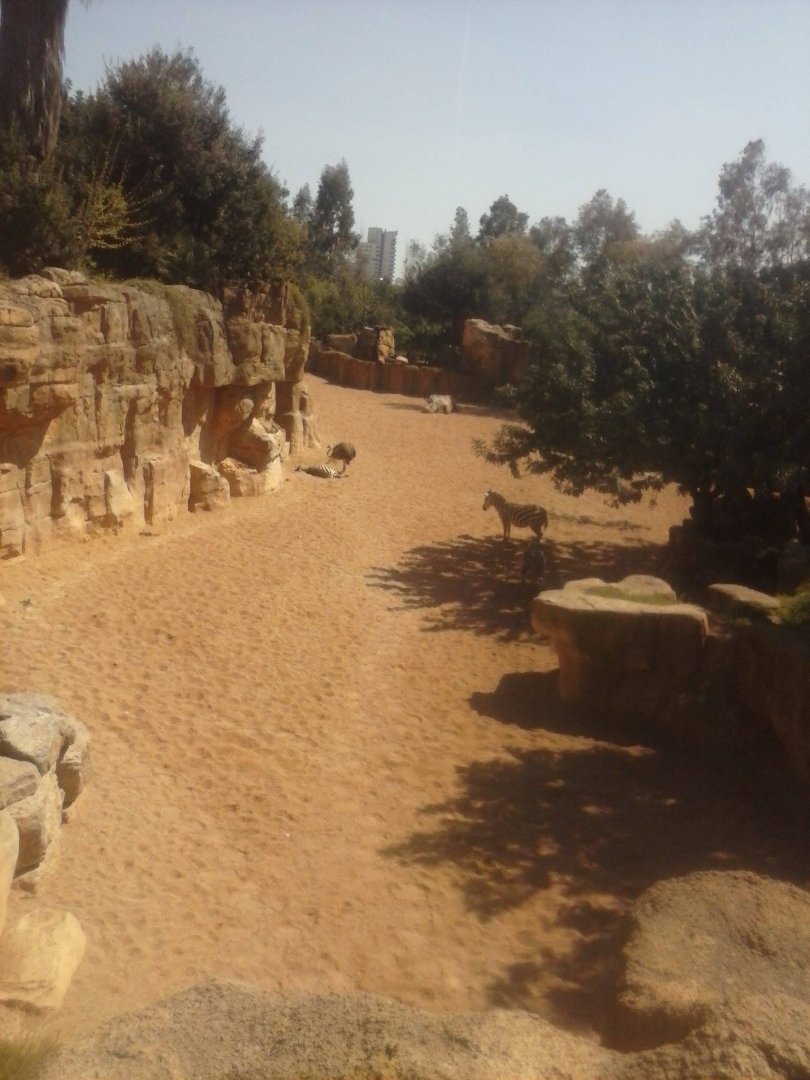 Part of the savannah