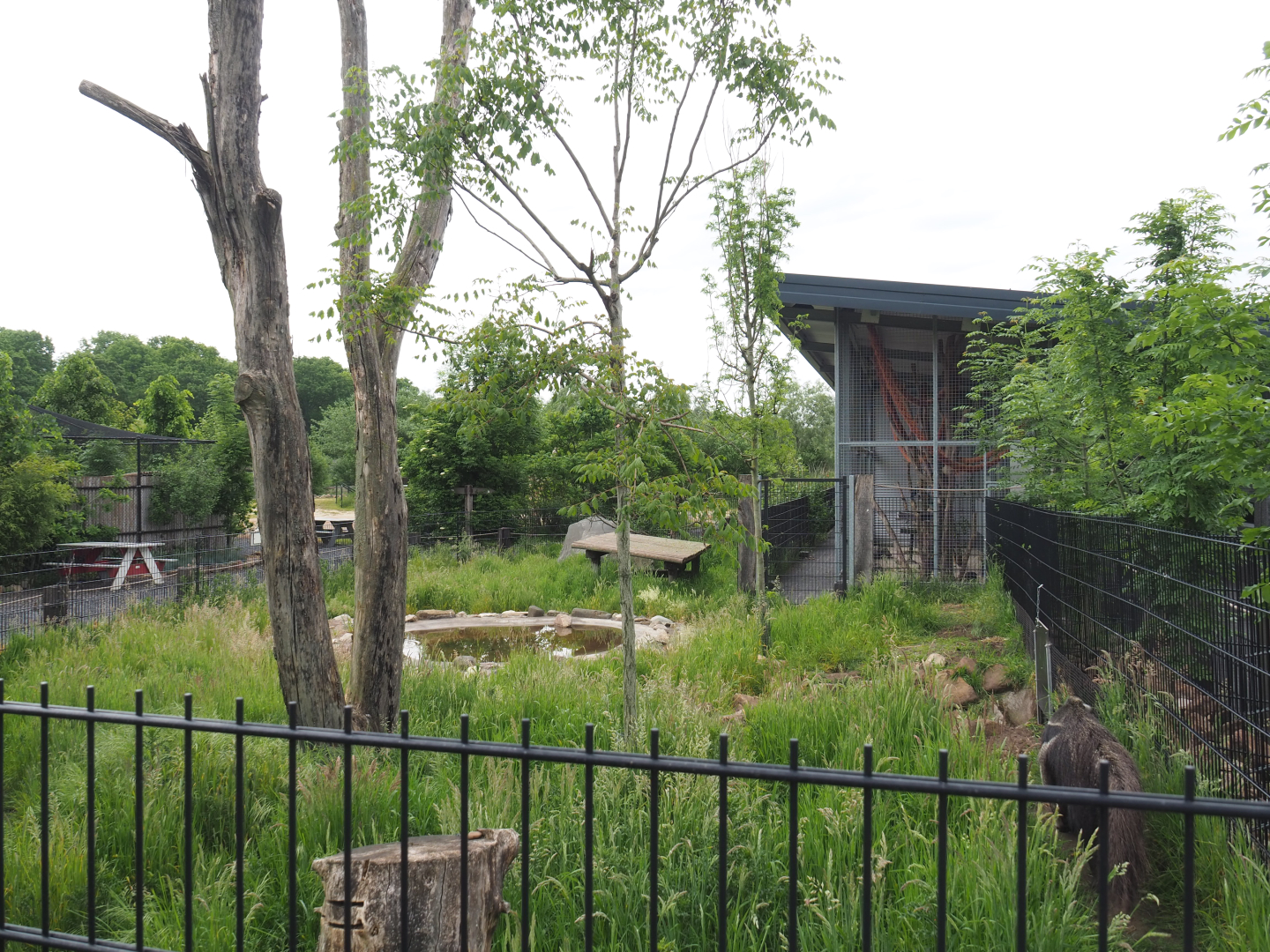 Part of the separate giant anteater exhibit, 2022-05-17