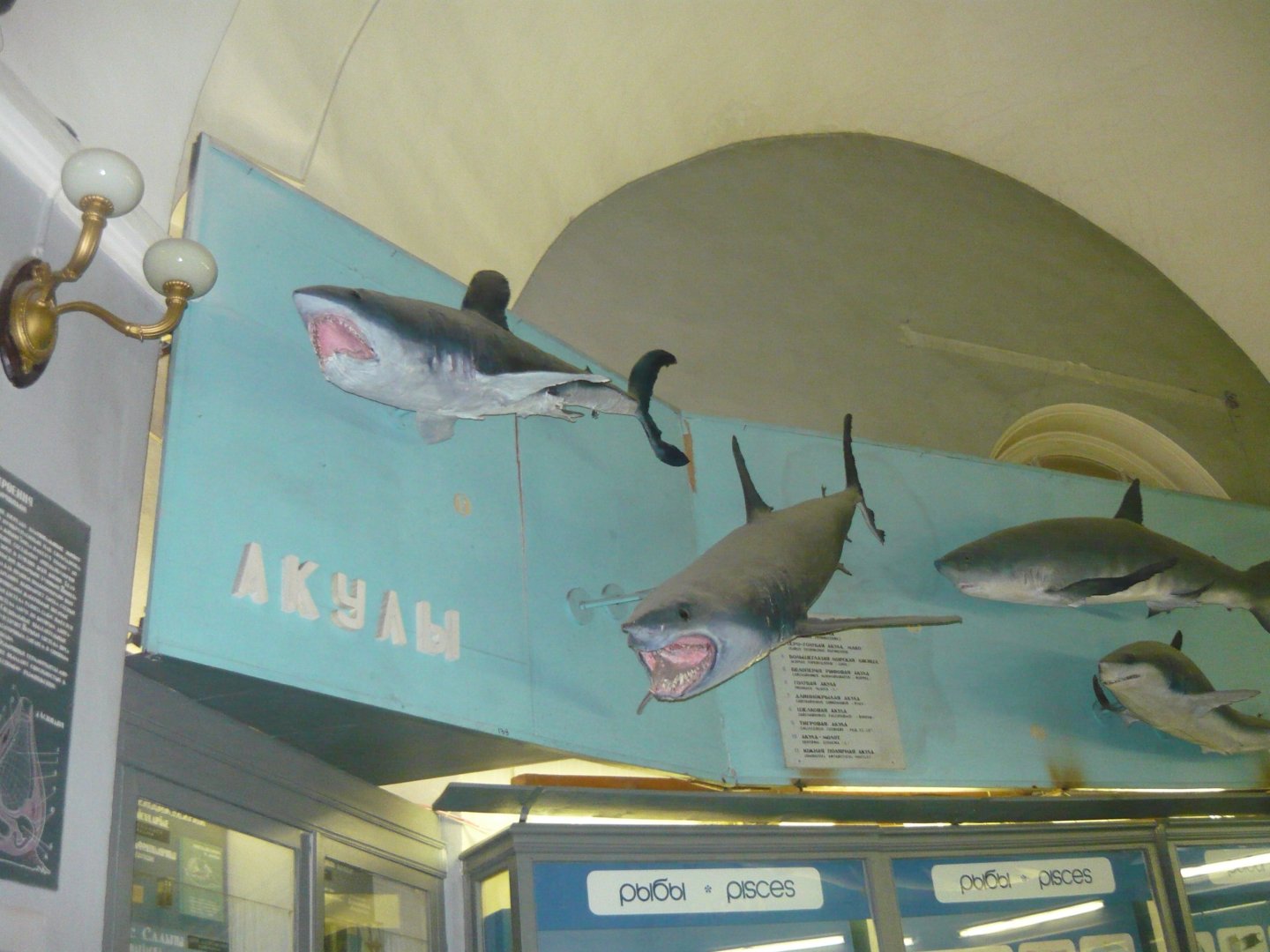 Part of the shark collection