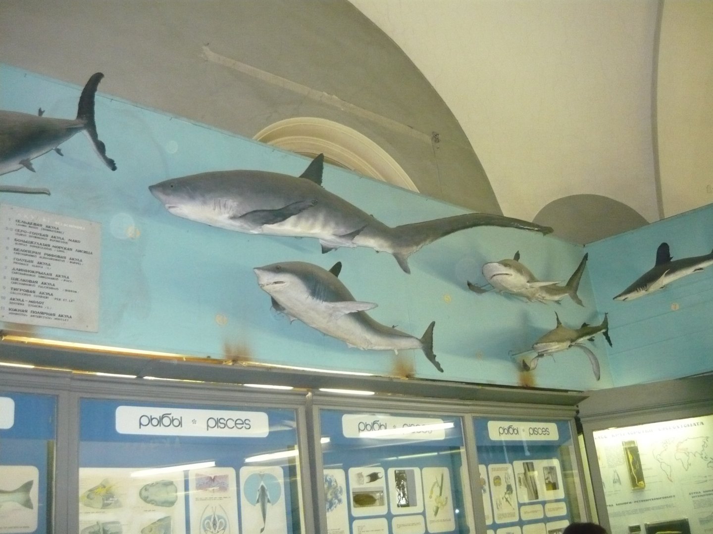 Part of the shark collection
