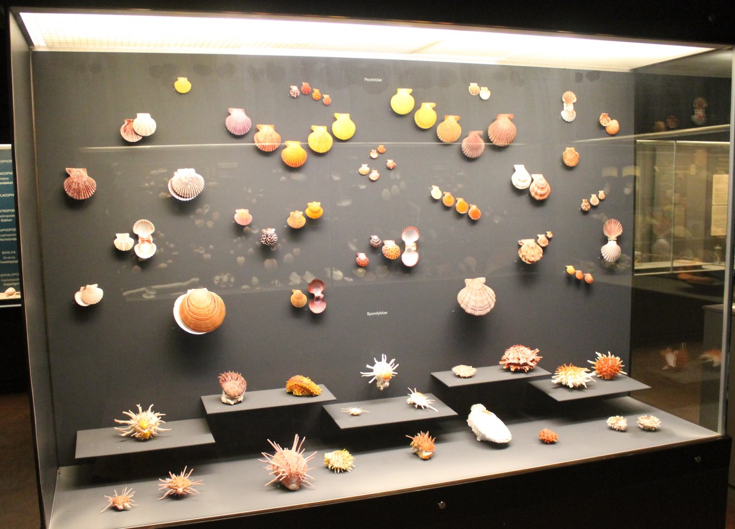 Part of the Shell-collection