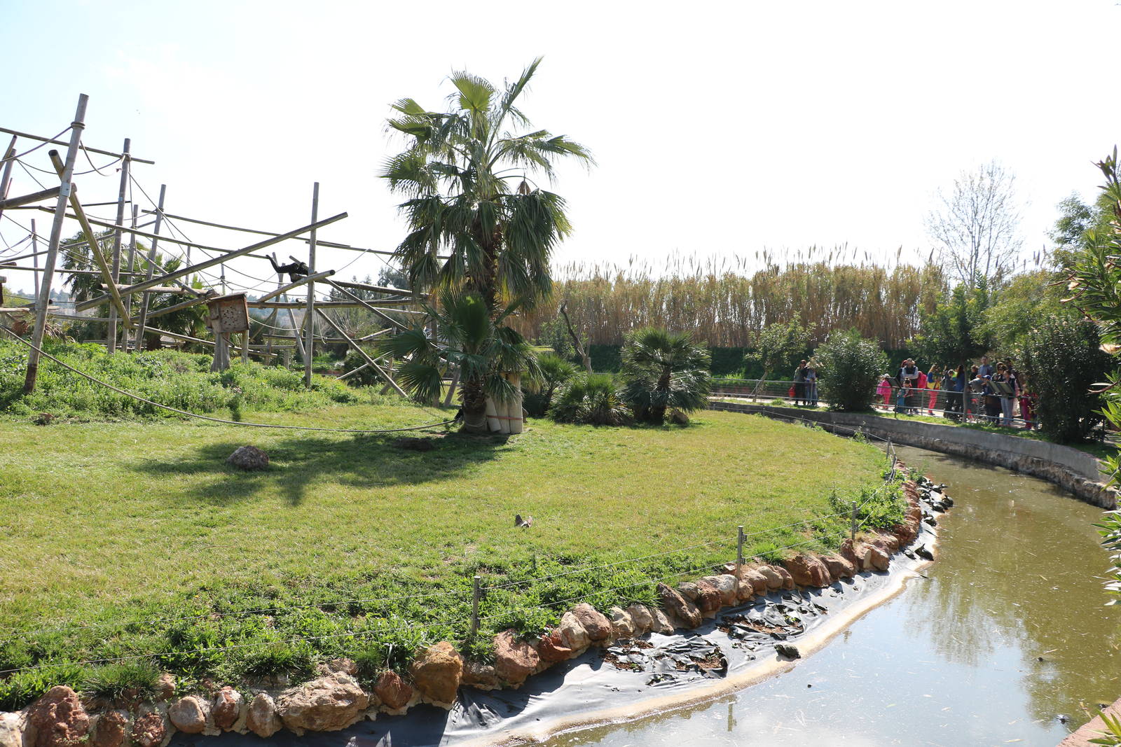 Part of the siamang island, February 2016