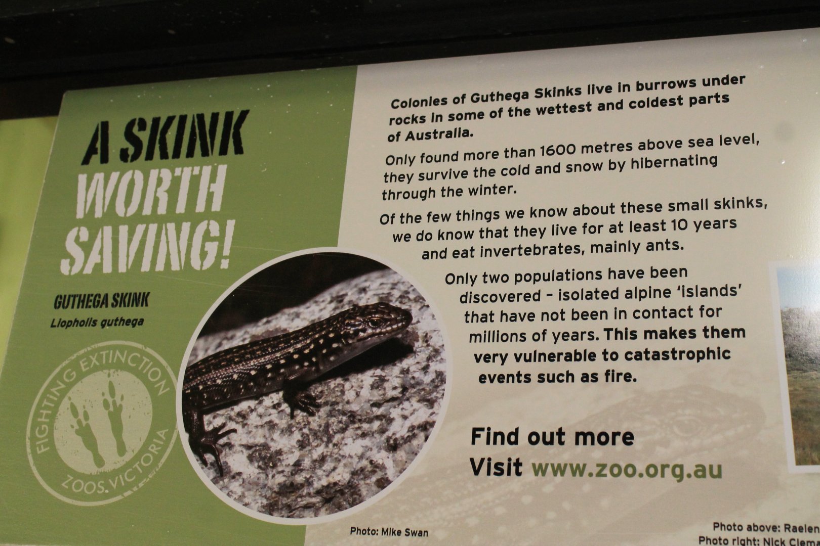 part of the signage for Guthega Skink (Liopholis guthega)