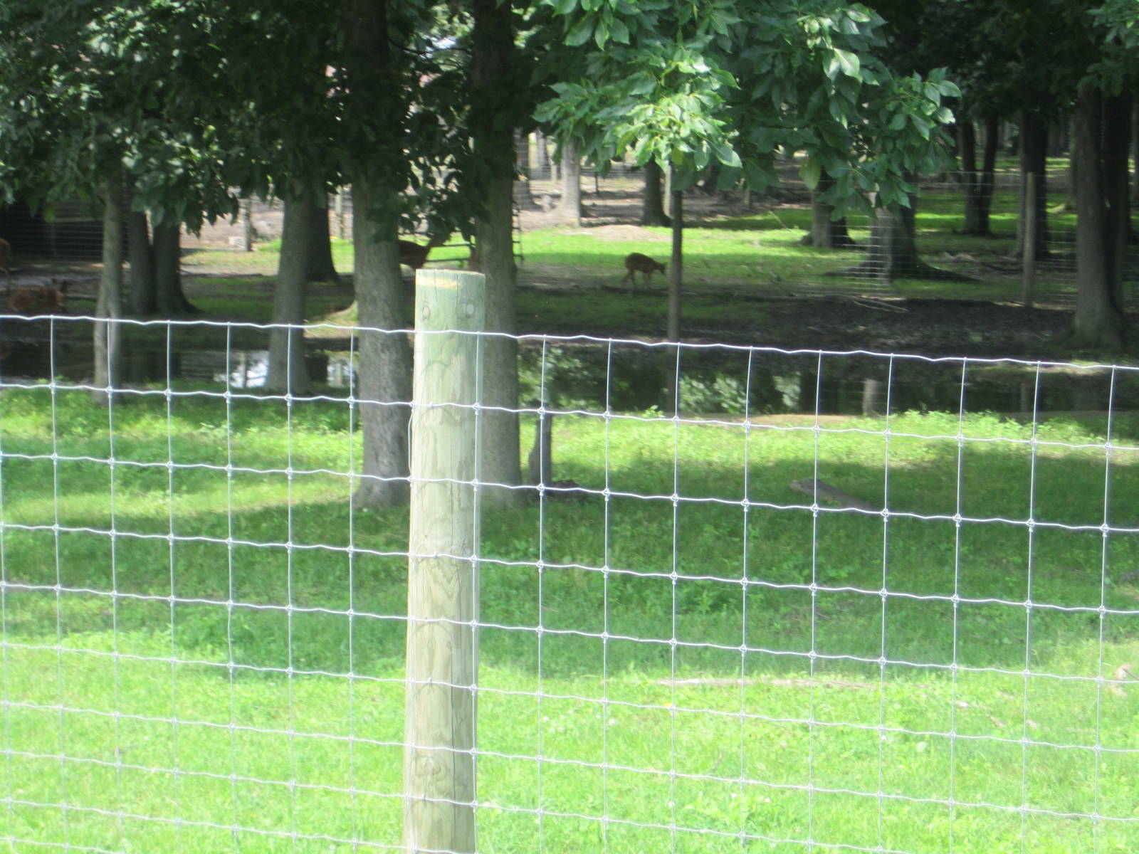 Part of the Sitatunga Paddock