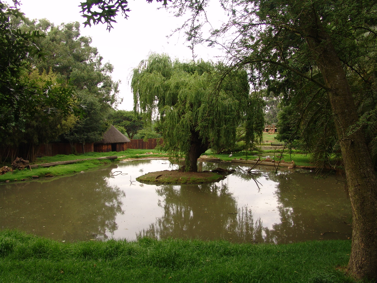 Part of the Sitatunga's (Tragelaphus spekii) enclosure