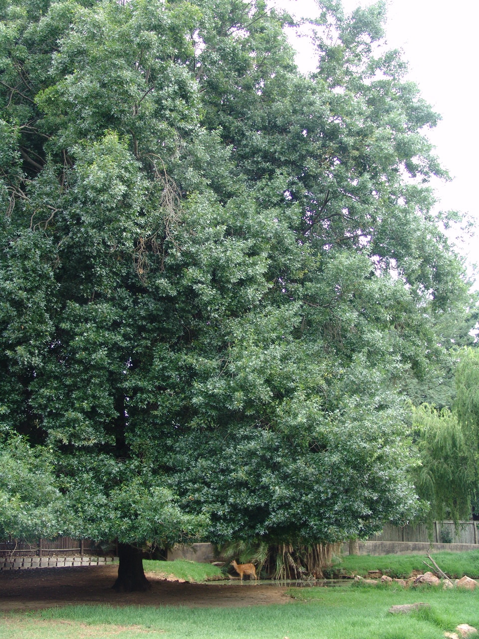 Part of the Sitatunga's (Tragelaphus spekii) enclosure