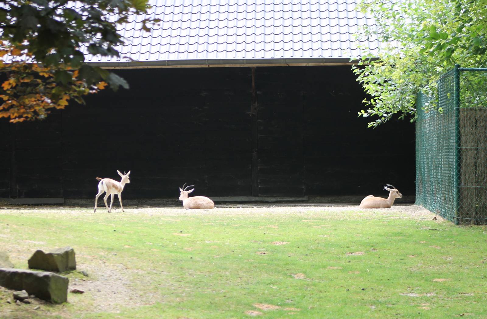 Part of the Slender-horned gazelle enclosure