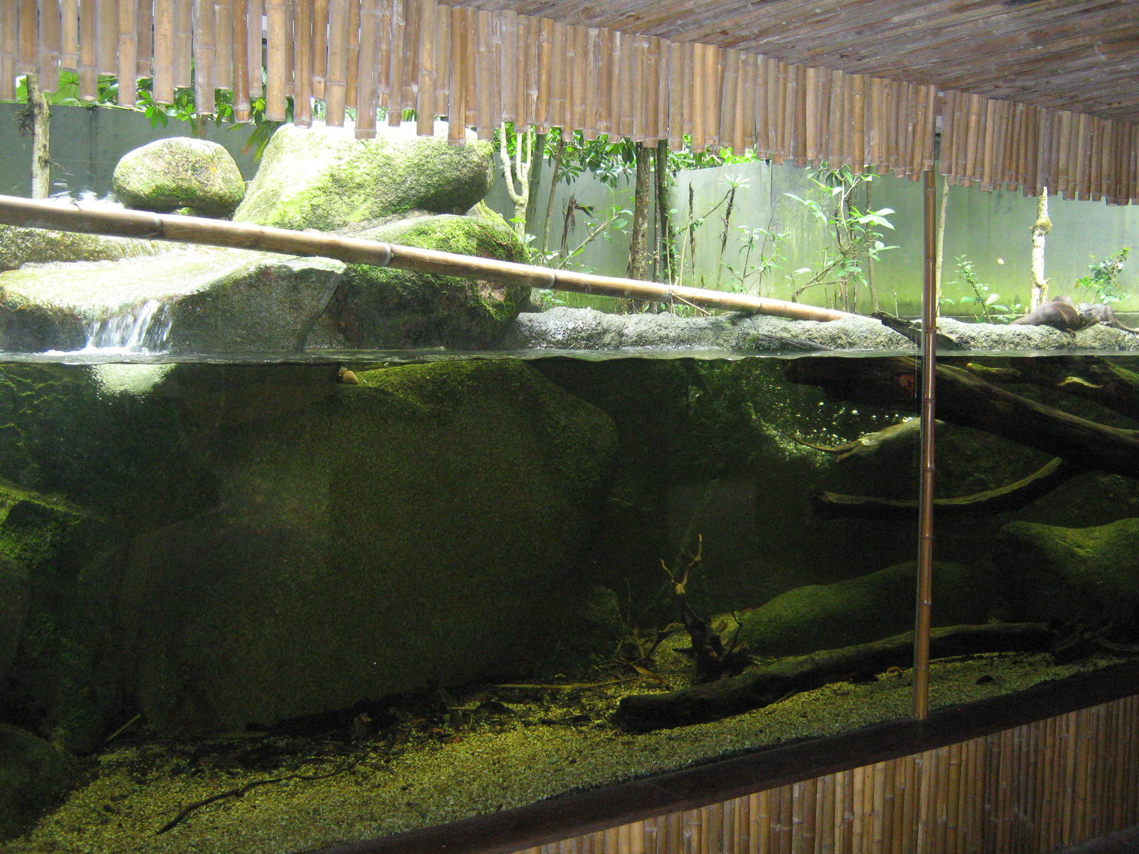 part of the small-clawed otter enclosure