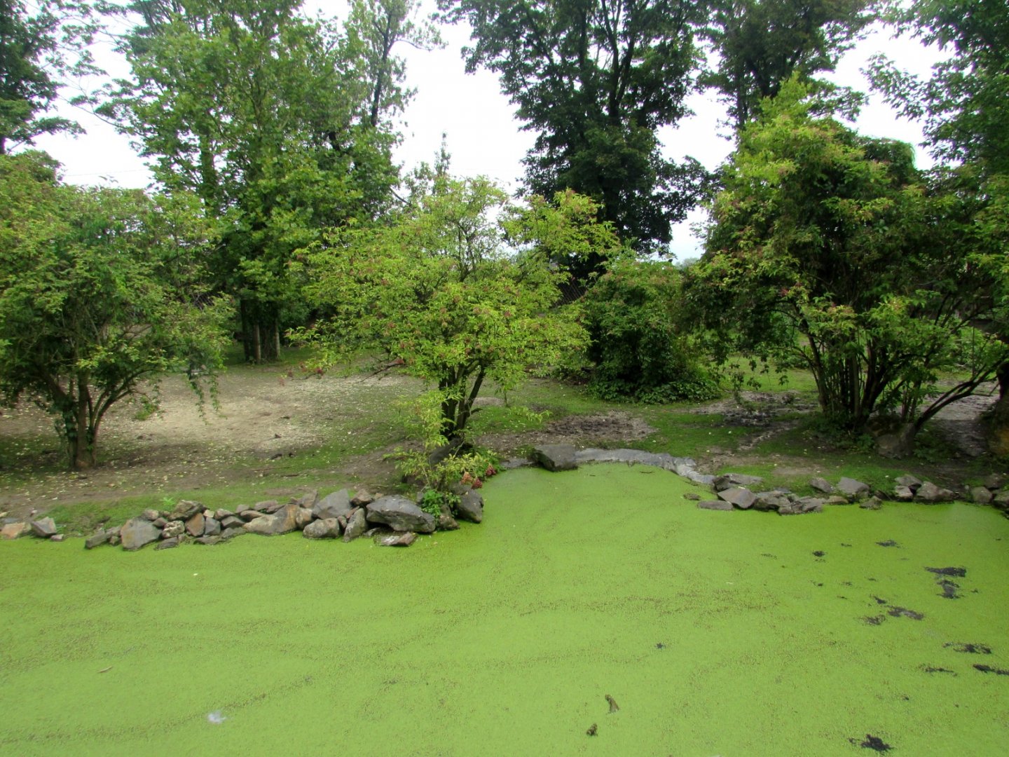 Part of the South America enclosure