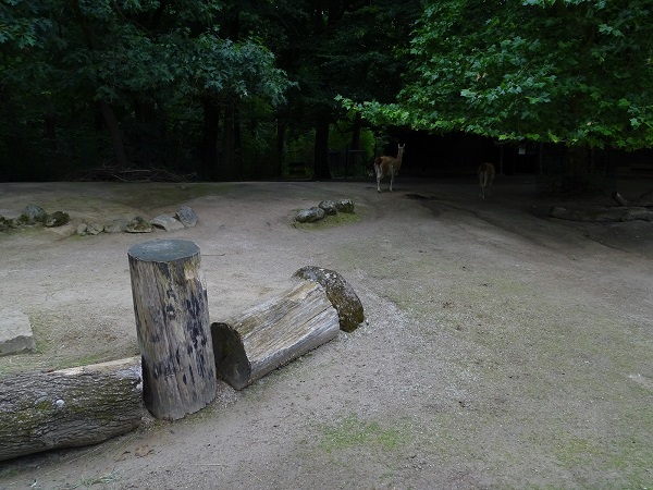 Part of the South American mixed paddock (07/22)