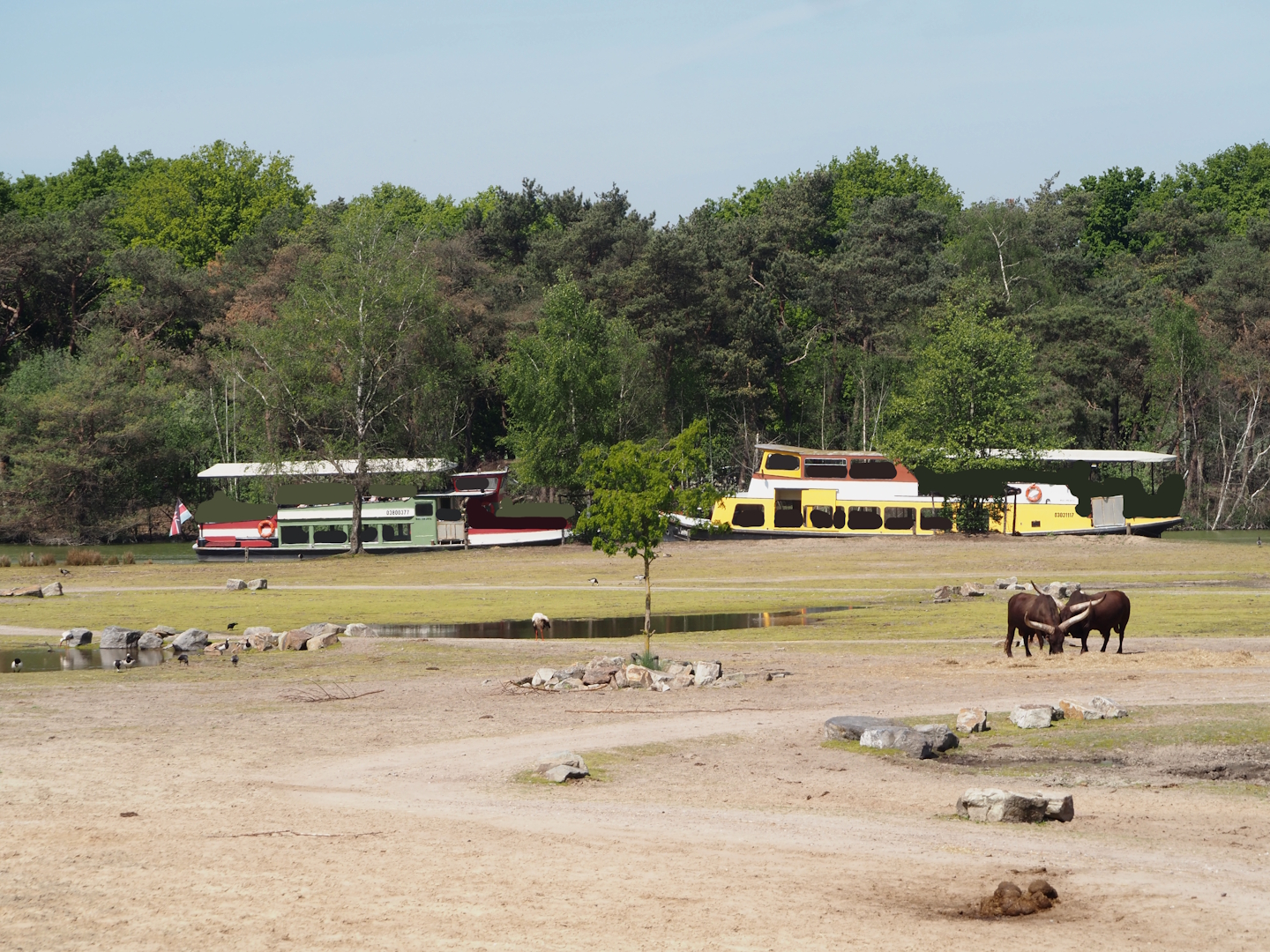 Part of the Southern white rhinoceros plains with both safari boats on the canal behind it, 2025-04-30