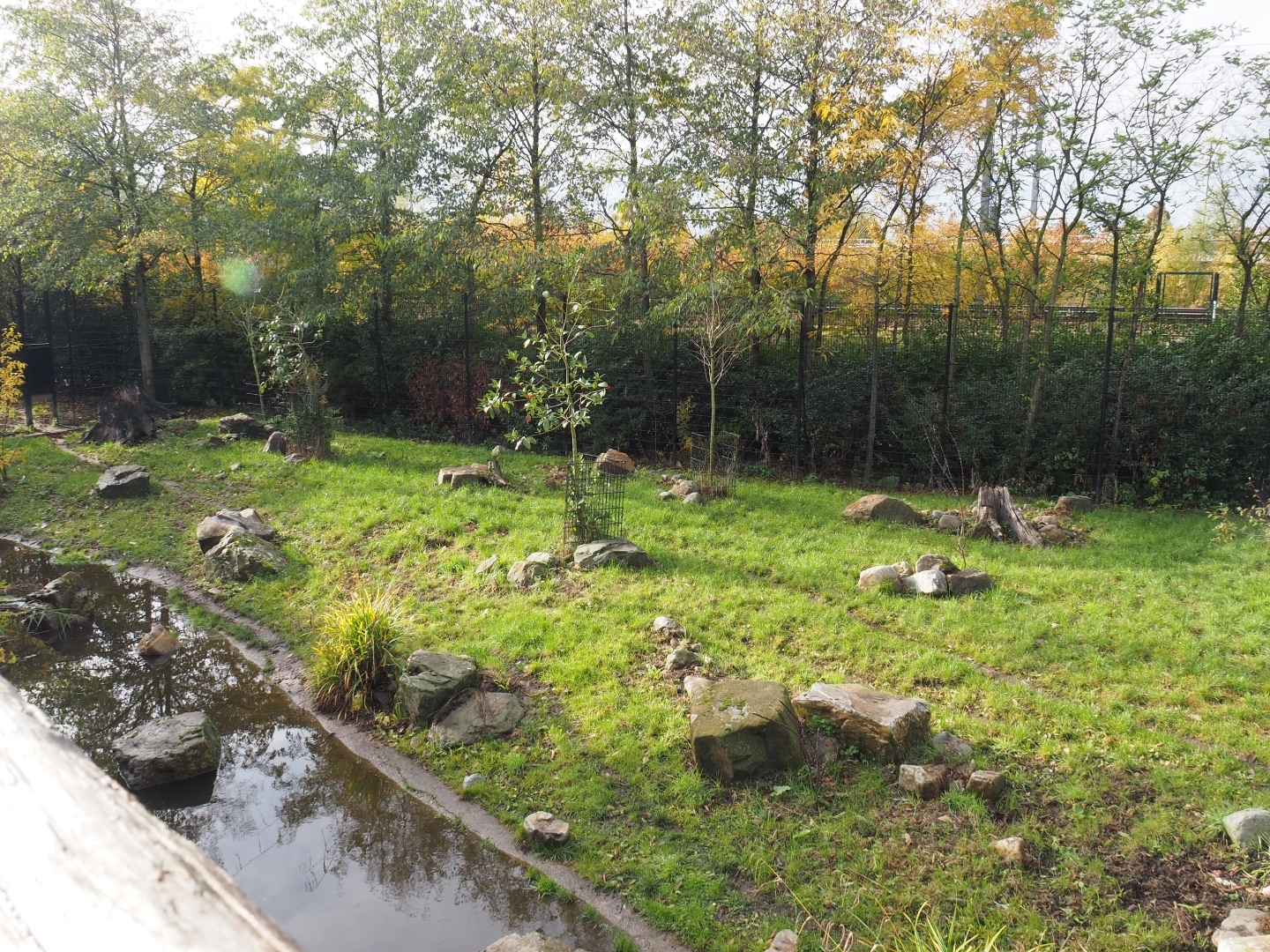 Part of the spotted hyena exhibit (Nov 10th, 2018)