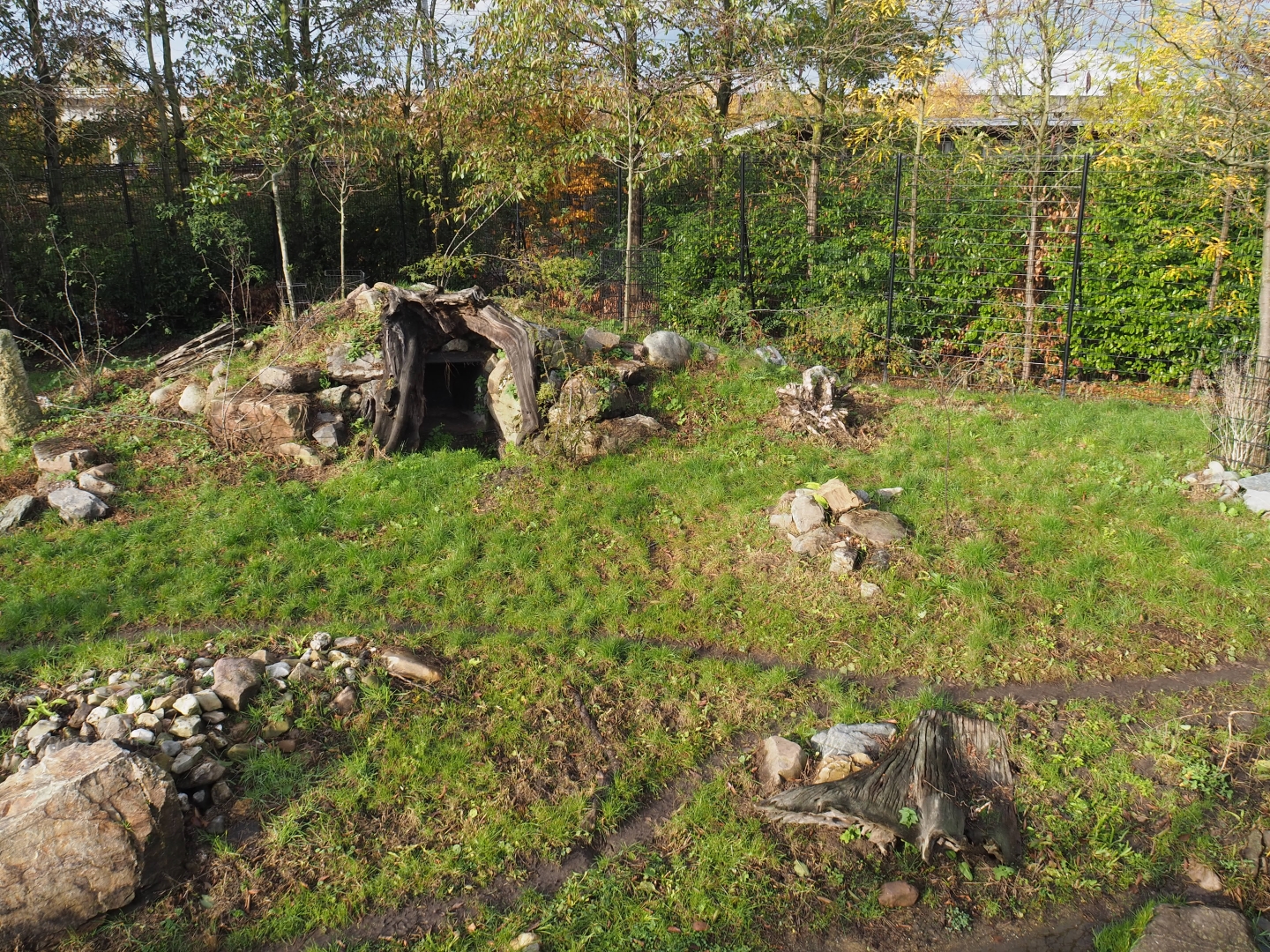 Part of the spotted hyena exhibit (Nov 10th, 2018)