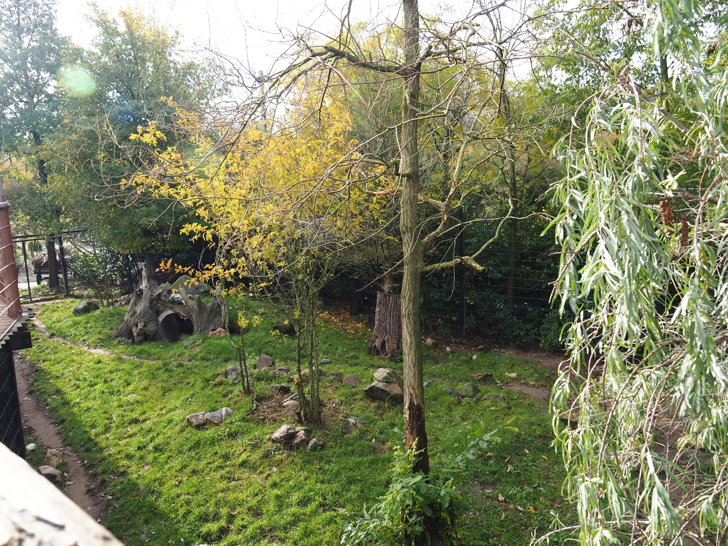 Part of the spotted hyena exhibit (Nov 10th, 2018)