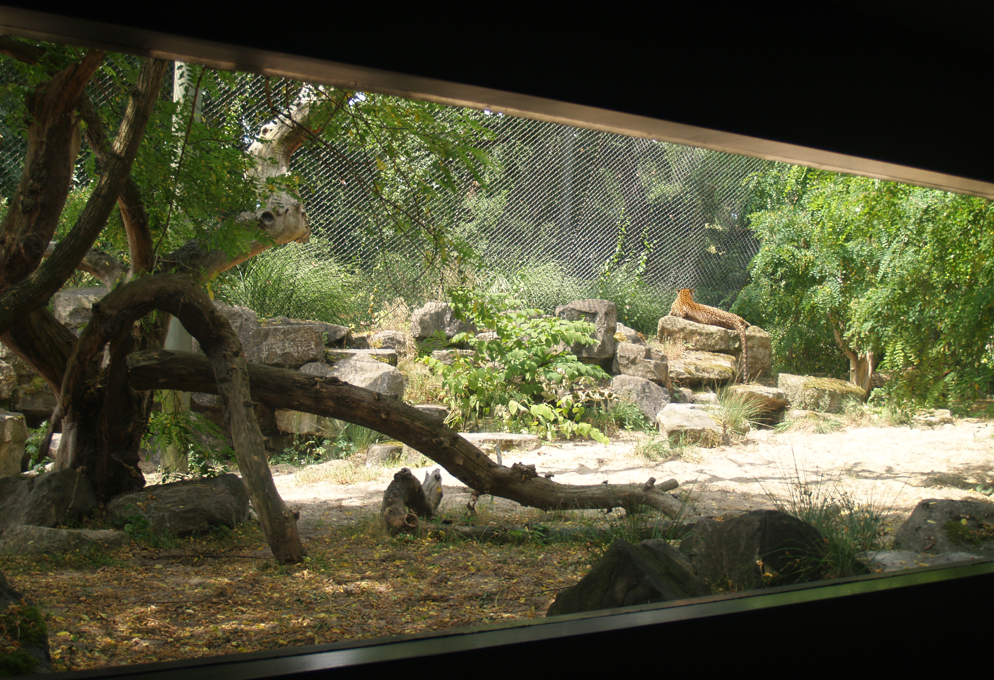 Part of the Sri Lankan leopard exhibit, 2006-07-08