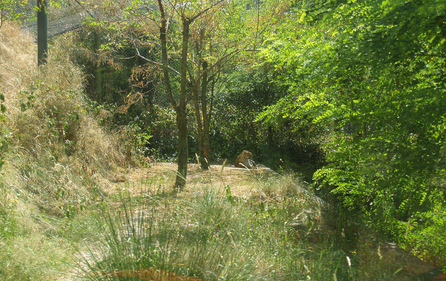 Part of the Sri Lankan leopard exhibit, 2006-07-08