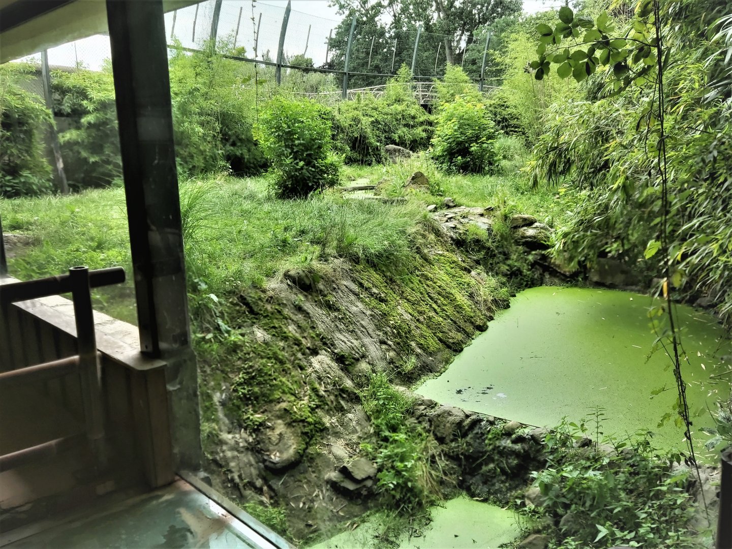 Part of the Sumatran tiger enclosure