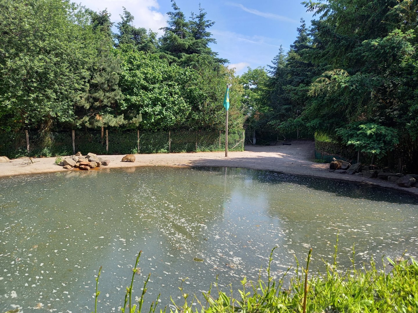 Part of the Tapir - Capybara enclosure