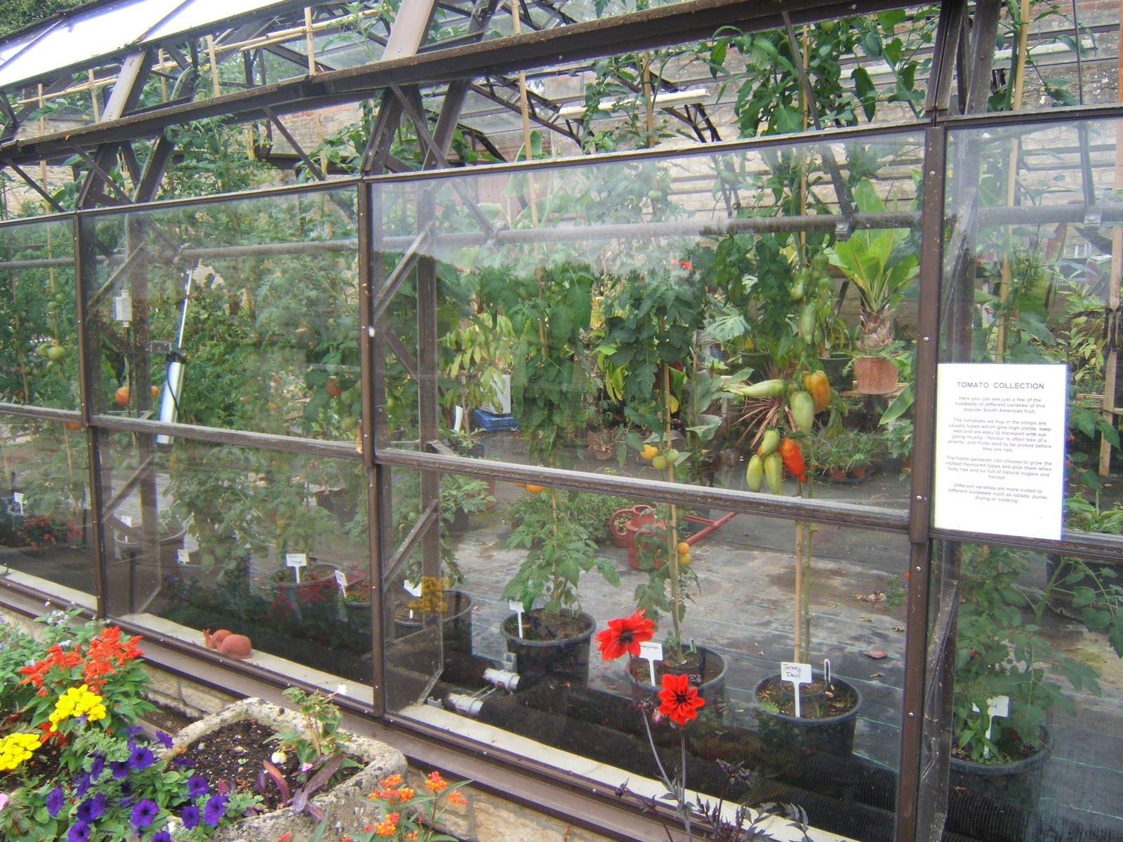 Part of the Tomato Plant collection