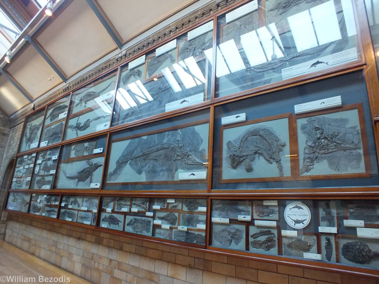Part of the Very Large Fossil Marine Reptiles Display- NHM London