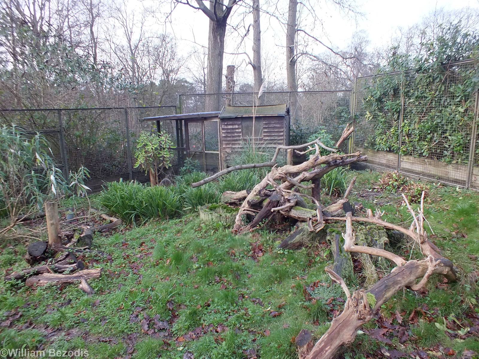 Part of the Very nice Azara's Agouti Enclosure