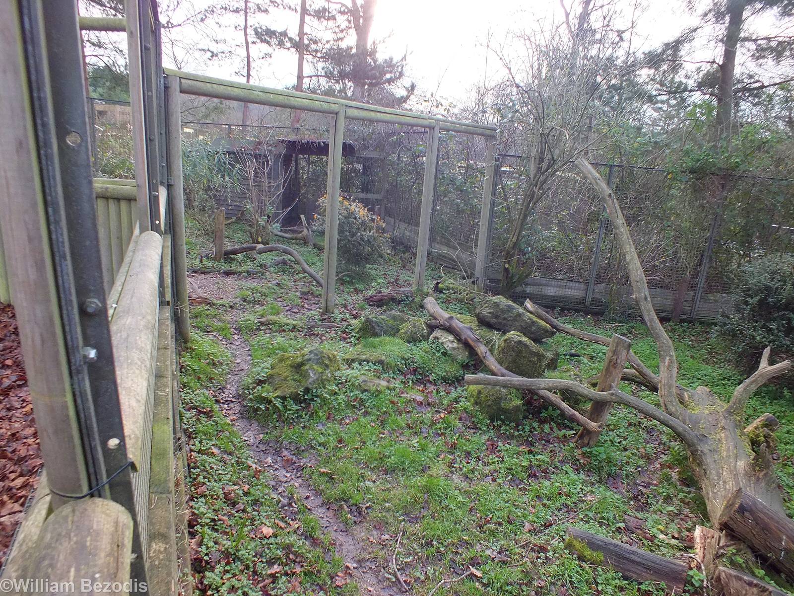 Part of the Very nice Azara's Agouti Enclosure