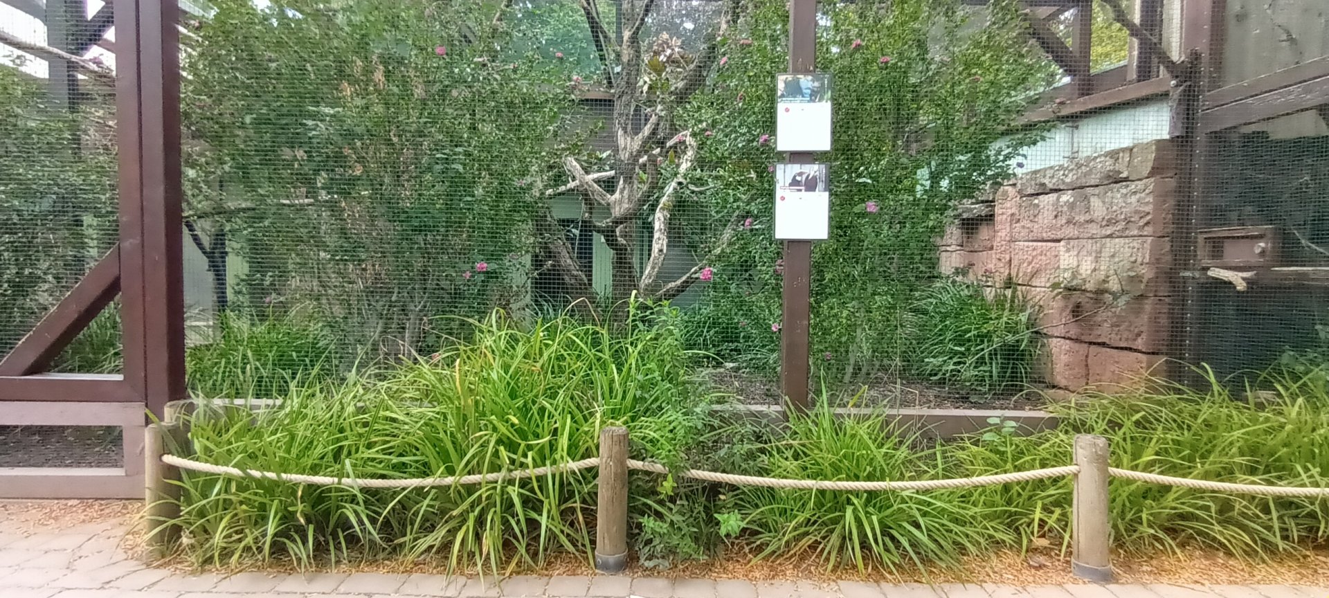 part of the Victoria crowned Pigeon and Blyths Hornbill Aviary