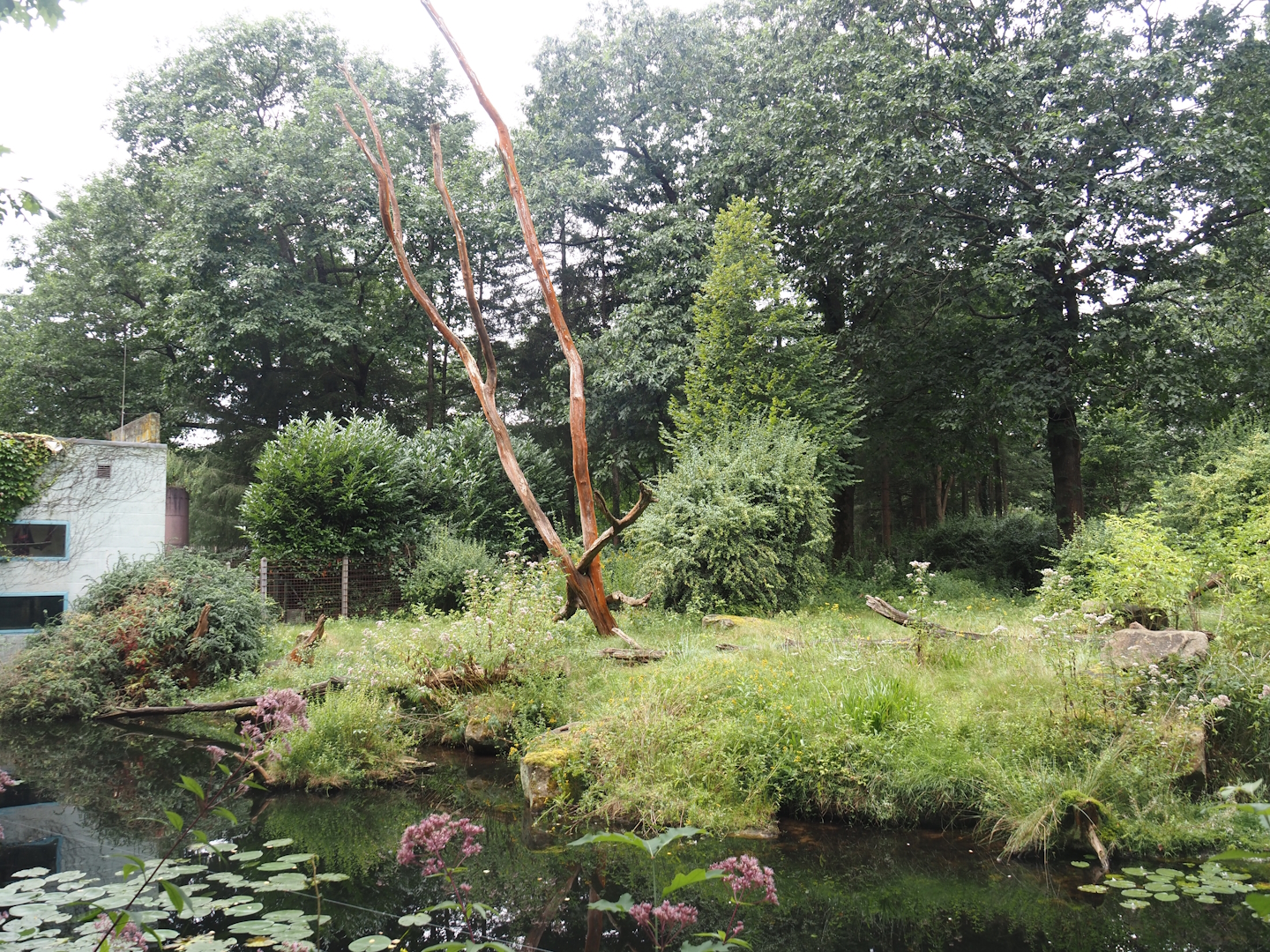 Part of the Western lowland gorilla and L'Hoëst's guenon island and part of gorilla house, 2024-08-18