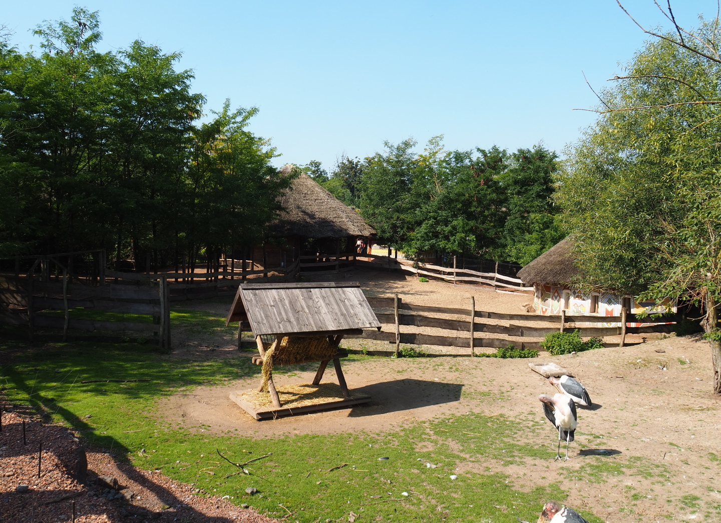 Part of the Western sitatunga and Marabou exhibit, 2021-09-02