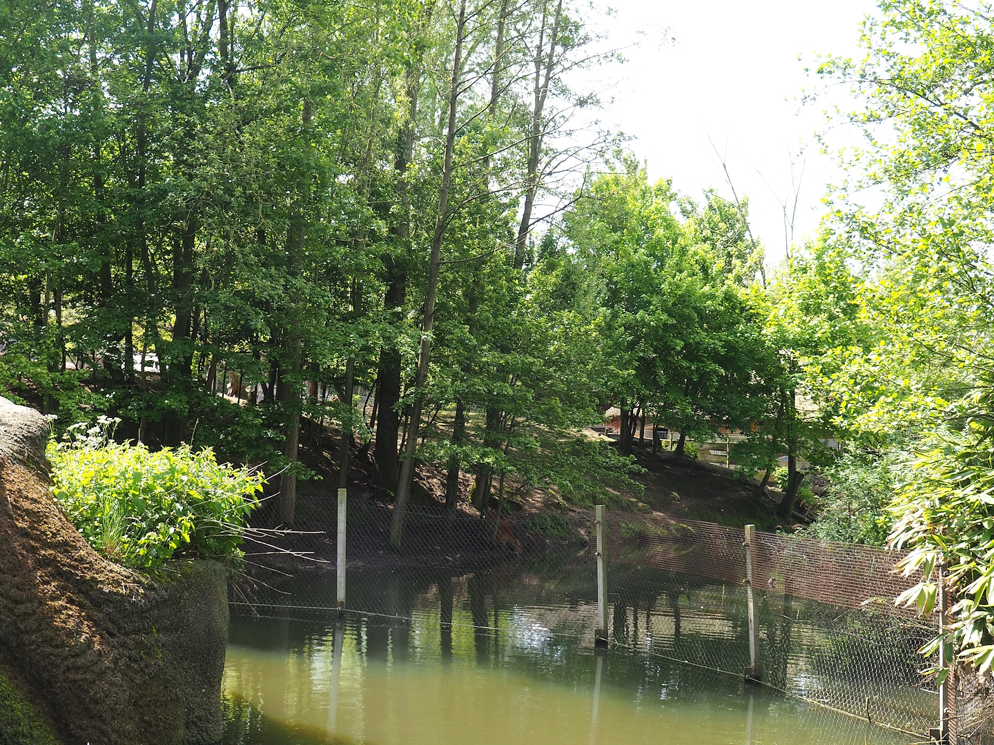 Part of the Western sitatunga and Marabou exhibit, seen from the lemur island, 2023-05-16