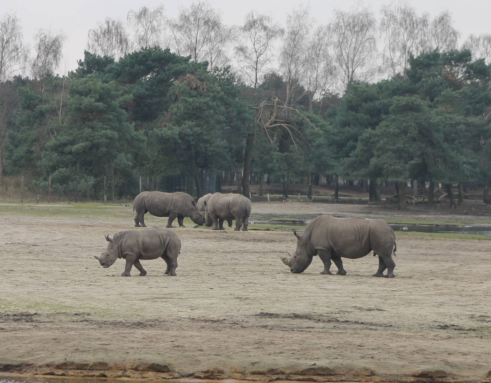 Part of the White rhino-herd
