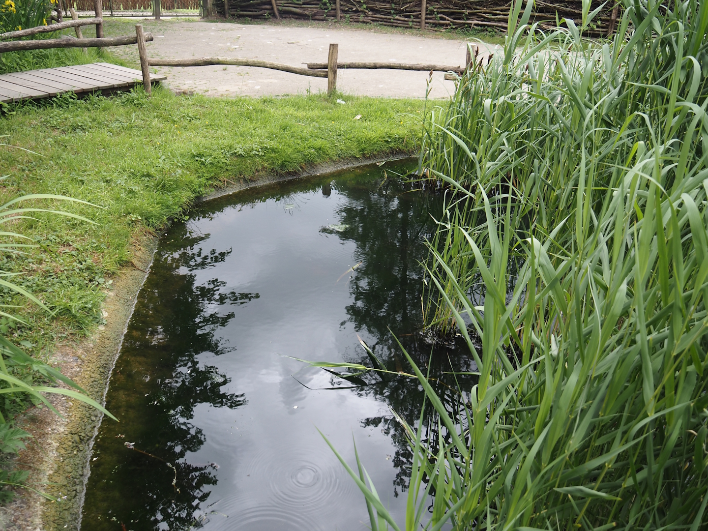 Part of the wildlife pond and aquatic native wildlife education area, 2025-05-22