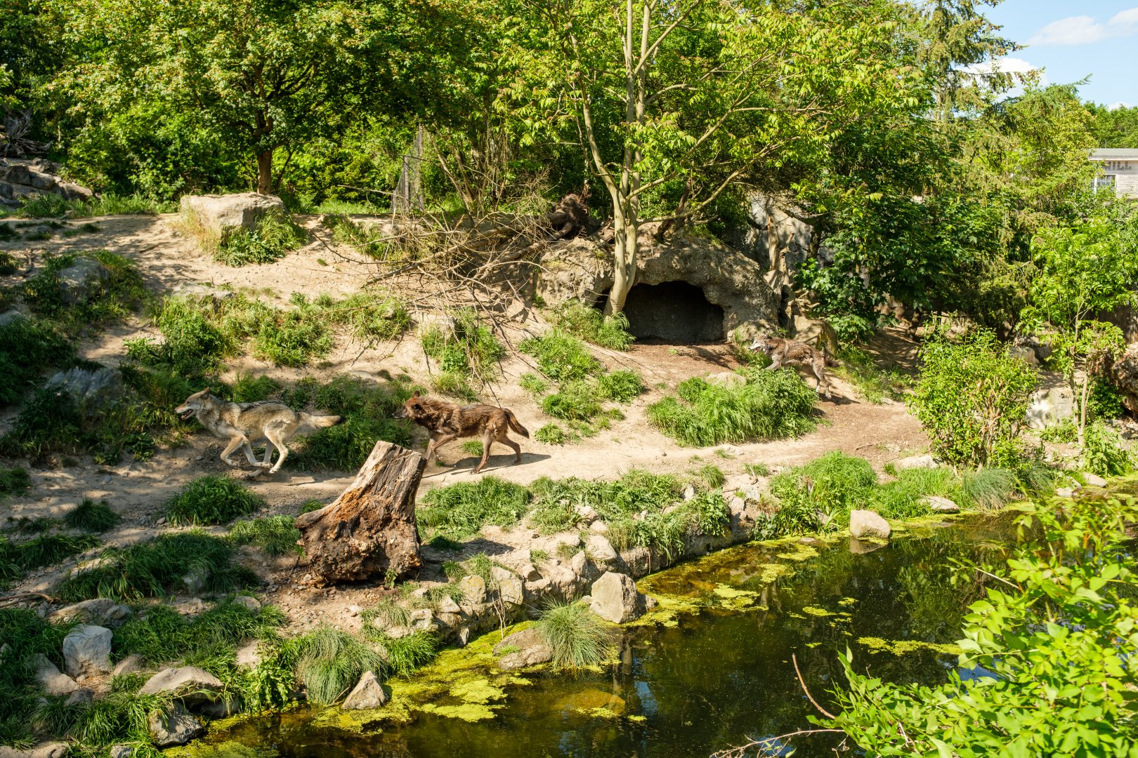 Part of the wolf exhibit at Zoo Hannover