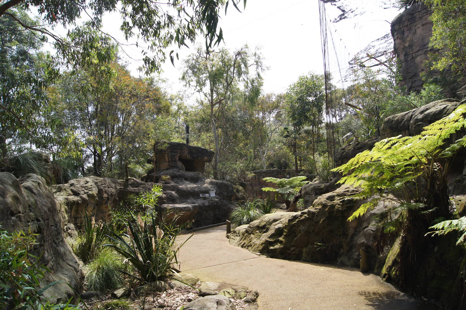 Part of the Wollemi Aviary