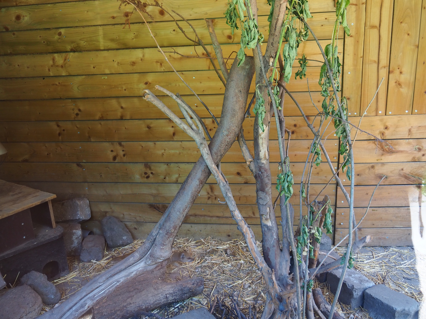 Part of the yellow mongoose exhibit, 2019-06-01