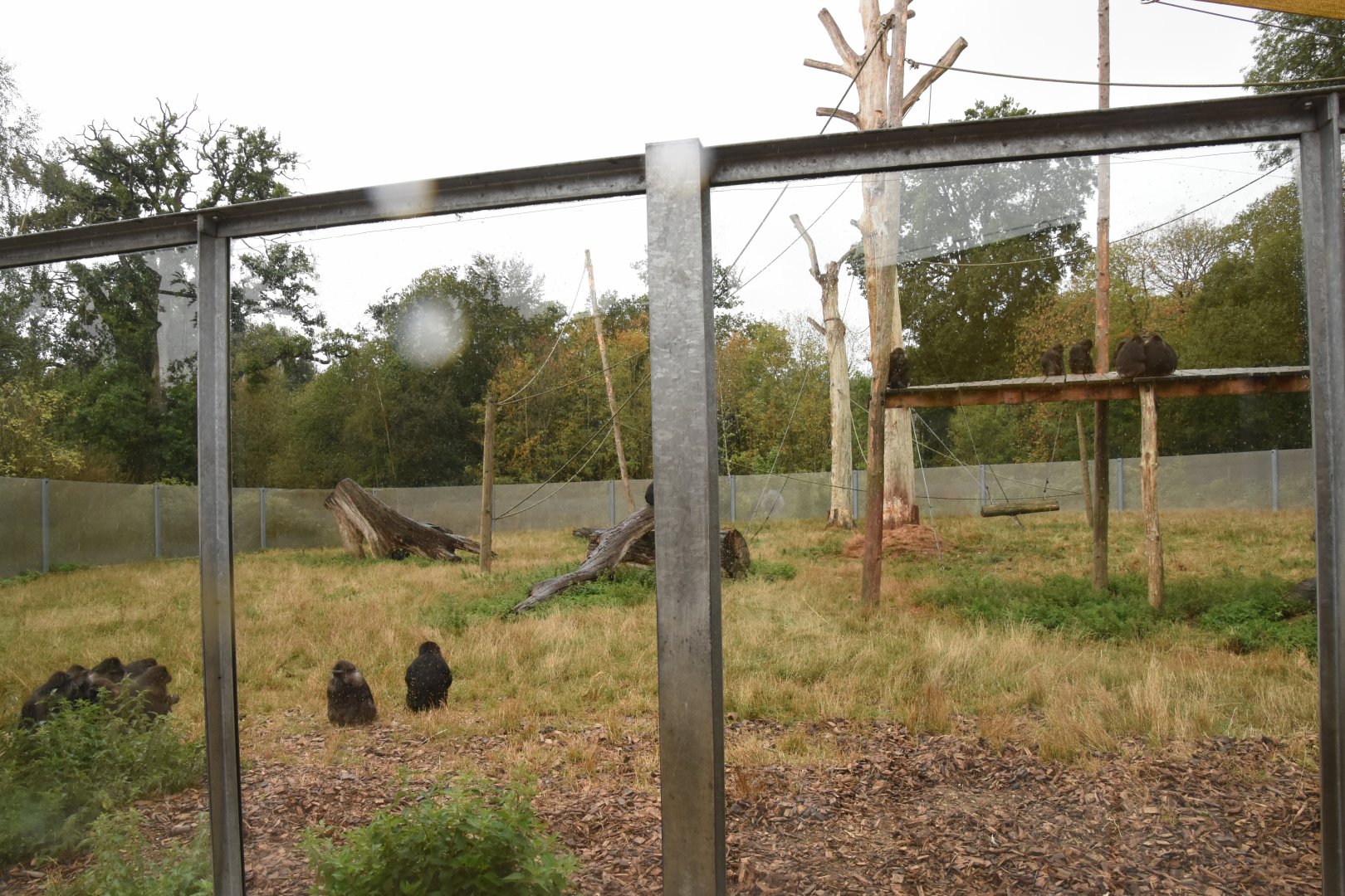 part of Tonkean Macaque enclosure