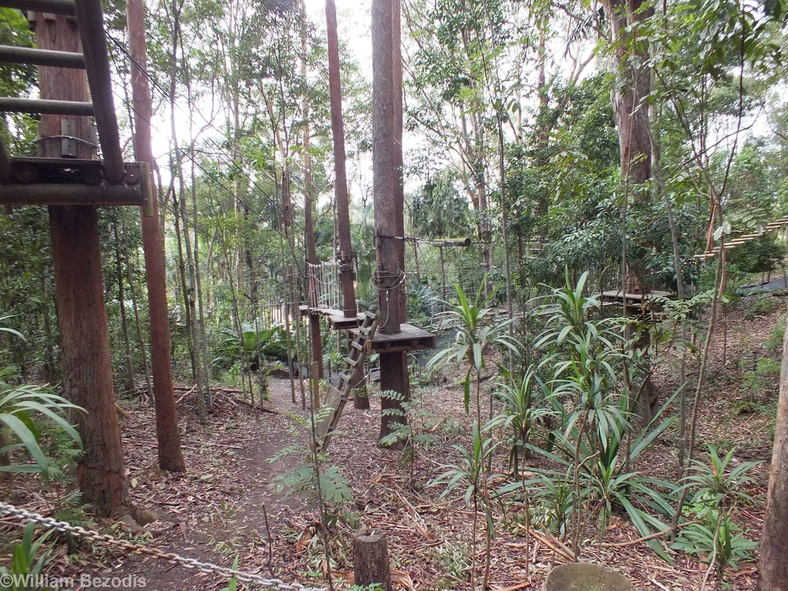 Part of Tree Top Challenge