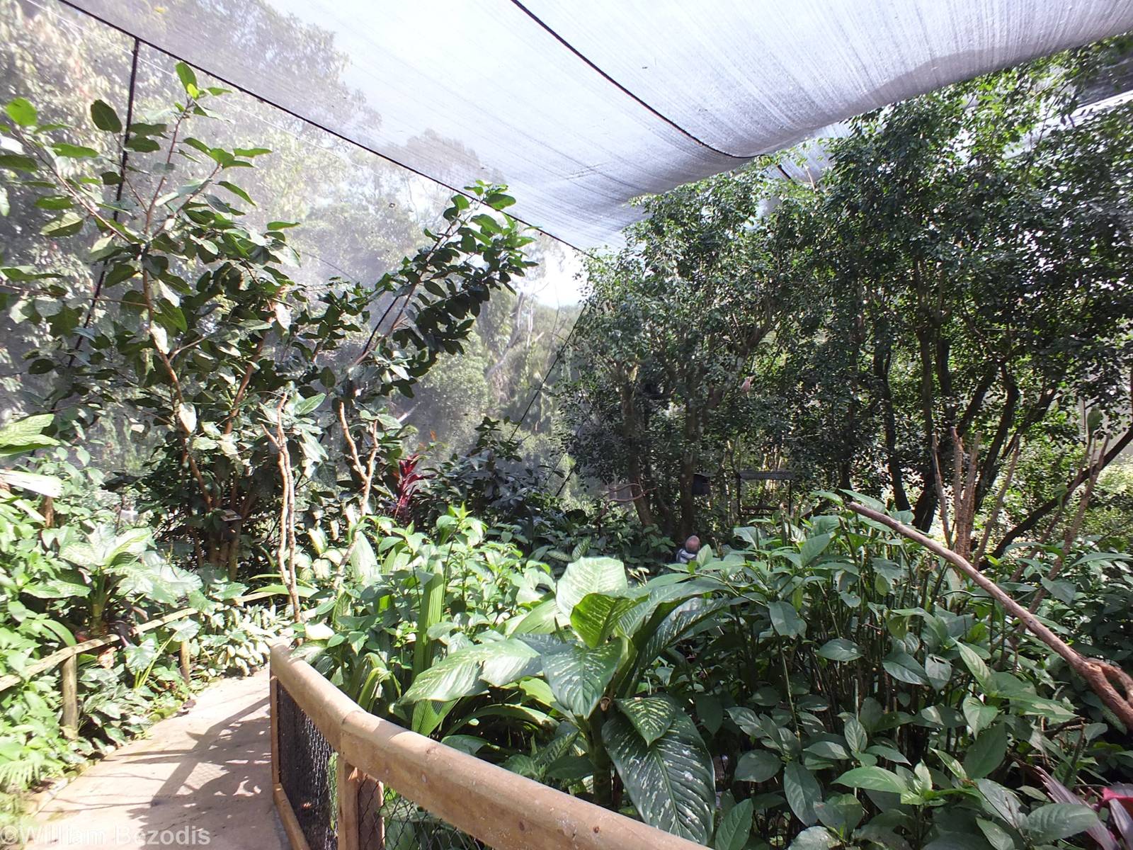 Part of Upper Area of Aviary