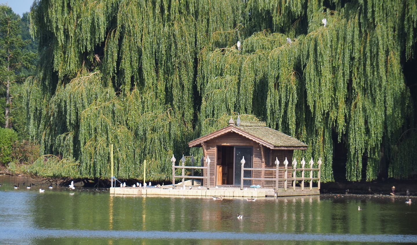 Part of waterfowl island, 2021-09-02