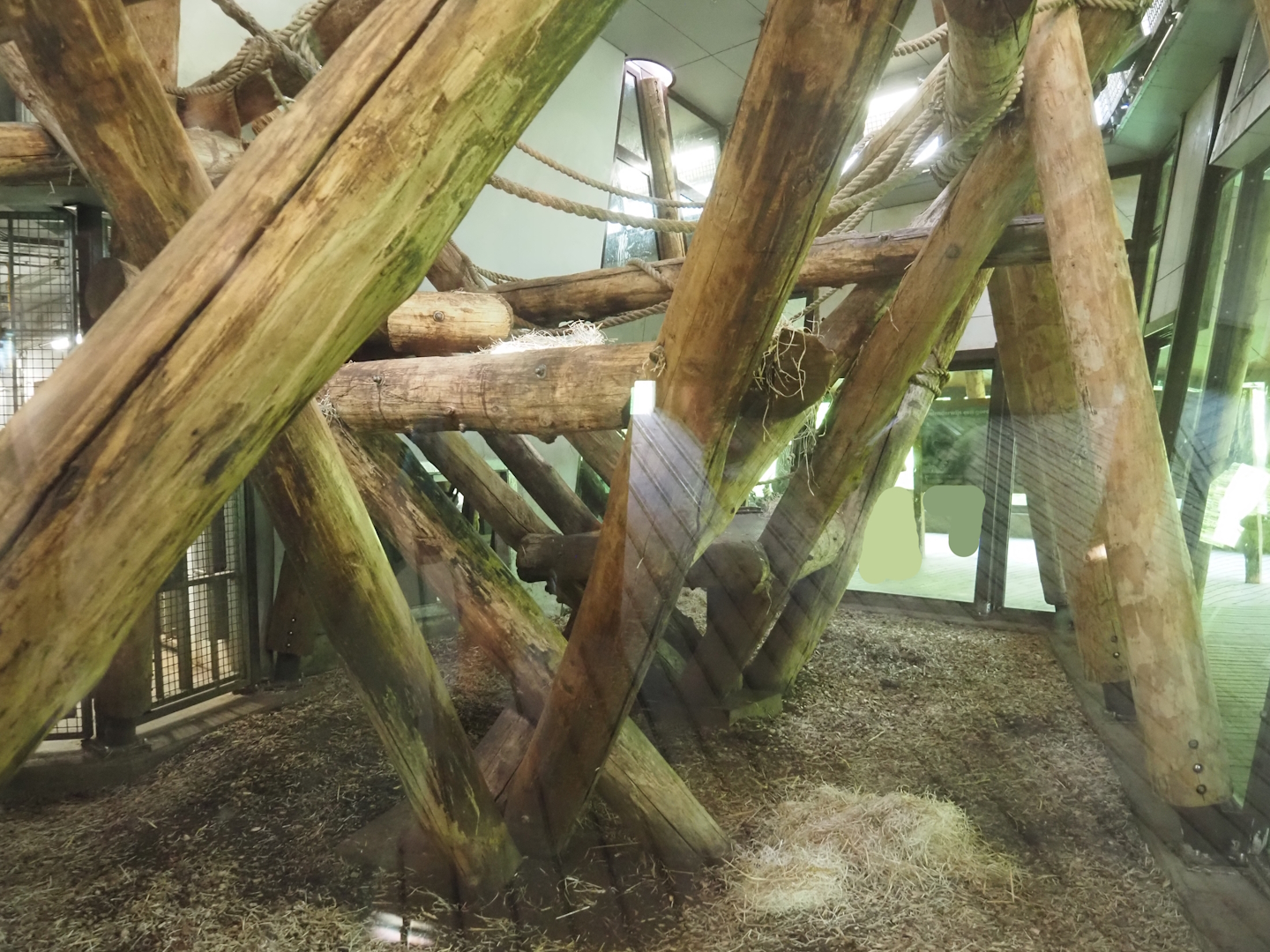 Part of Western lowland gorilla and Black crested mangabey indoor housing, 2024-08-21