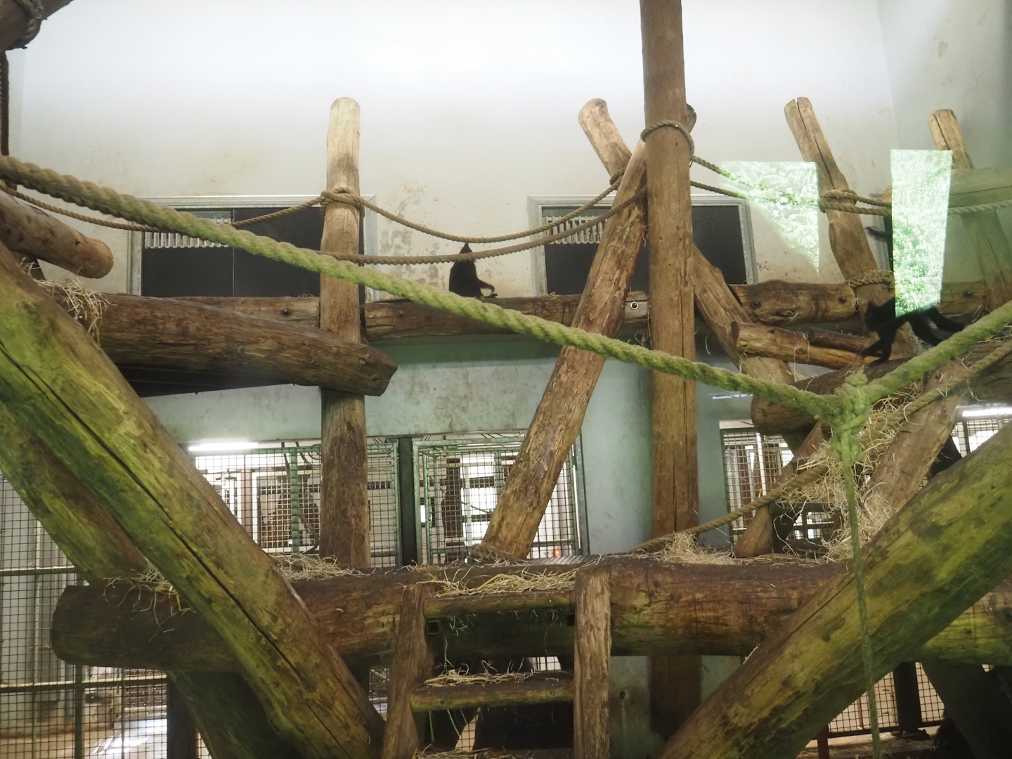 Part of Western lowland gorilla and Black crested mangabey indoor housing, 2024-08-21