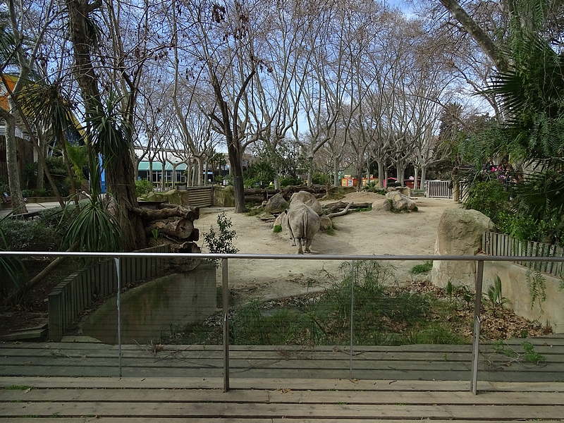 Part of white rhino enclosure