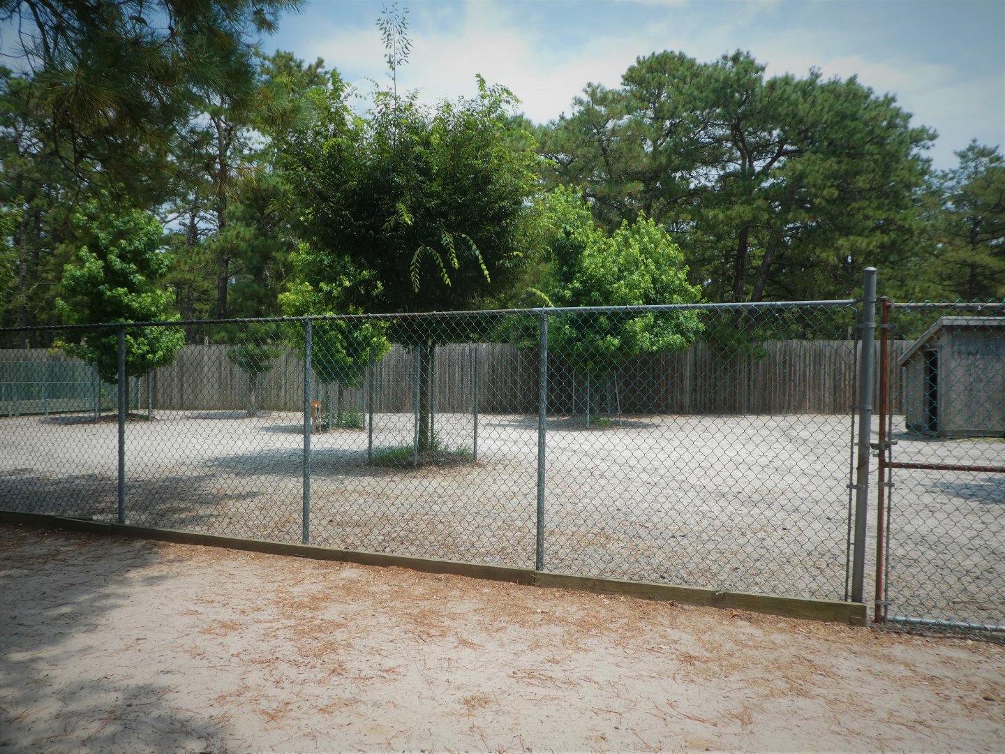Part of White-tailed Deer Exhibit