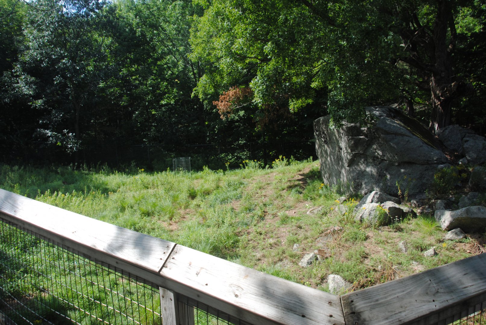 Part of White-tailed Deer exhibit