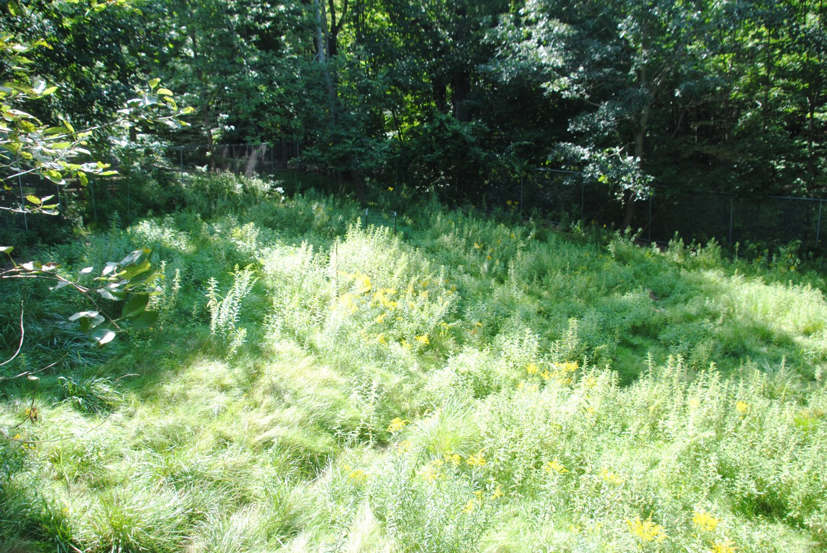 Part of White-tailed Deer exhibit